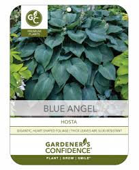 Blue Angel Gardeners Confidence