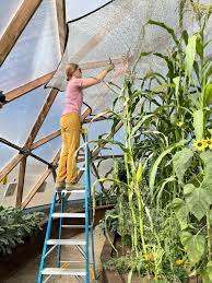 Growing Corn In A Greenhouse