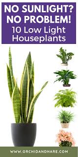 Indoor Plants That Grow Without Sunlight