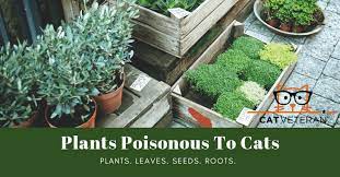 Plants Poisonous To Cats Learn What To