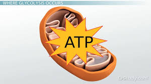 The First Step Of Cellular Respiration