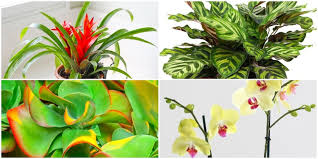 Best Colourful Houseplants How To
