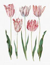 Flowers Clipart Didier S Tulip