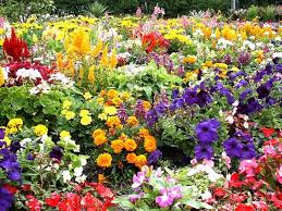 Flower Garden
