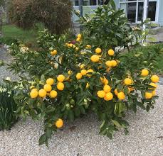Meyer Lemon