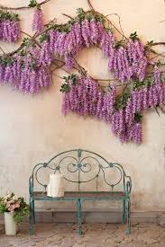 Garden Bench Wisteria Blossoms