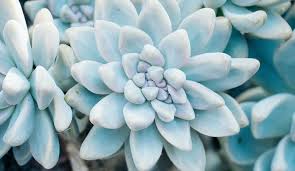 Succulent Plants How To Grow And Care