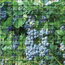 Bird B Gone Garden Bird Netting 3 4 In
