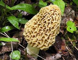 Tips For Eating Morels And Staying Safe