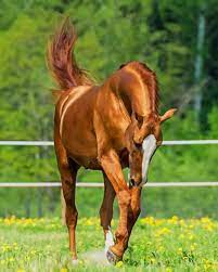 Beautiful Chestnut Horse New Paint By