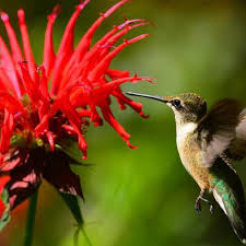 10 Plants That Attract Hummingbirds To