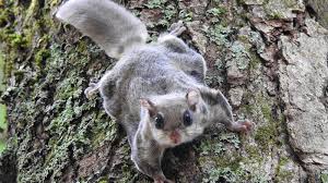 Southern Flying Squirrels A Citizen