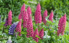 Best Plants For Borders