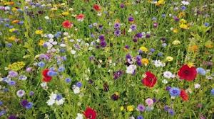 Wild Flowers Stock Footage