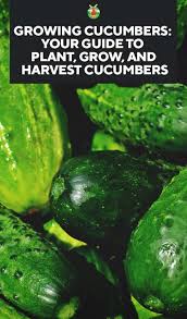Growing Cucumbers Varieties Planting