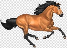 Mustang Buckskin Mustang Horse