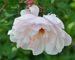 Rose Rosa The Generous Gardener
