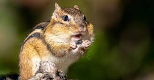 Chipmunk Teeth Everything You Need To