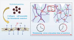 Collagen Fibrils