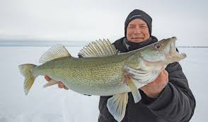 Ice Fishing And Walleye Survival In