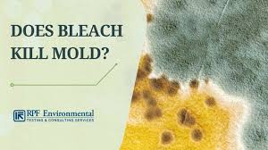 Bleach Kill Mold