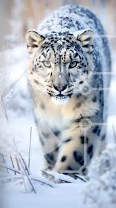 Picture Of A Snow Leopard Walking
