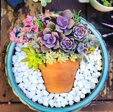 Artistic Succulent Dish Garden