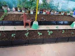 Terrace Gardening At Rs 350 Square Feet