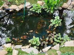 Aqualus Concrete Home Garden Fish Pond