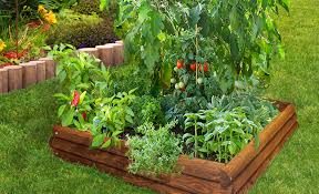 Tips For Growing Tomatoes The Home Depot