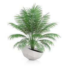 Palm Tree In Modern Pot 3d Model By