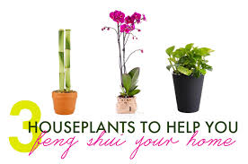 3 Houseplants To Help You Feng Shui