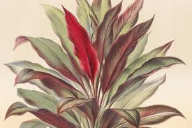 Plant Of The Month Cordyline Jstor Daily