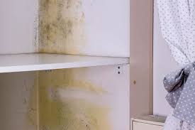 How To Get Rid Of Mould And Prevent It