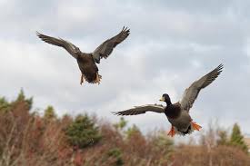 Free Stock Photo Of Flying Ducks