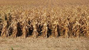 Managing A Late Corn Crop Ontario