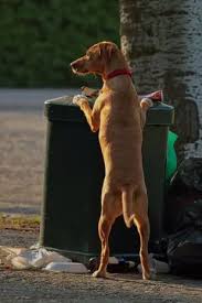 Easter Can Be Dangerous For Dogs 13