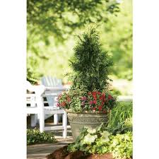 Spring Grove Western Arborvitae Thuja