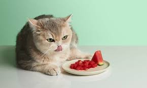 Can Cats Eat Watermelon Everything You