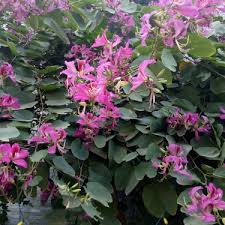 Bauhinia Blakeana Kanchan Tree