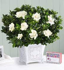 Grand Gardenia For Sympathy Large With Seeds 1 800 Flowers Occasions Delivery