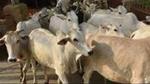 After Amroha Cow S Norms Issued