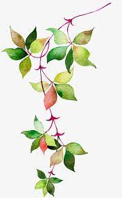 Watercolor Leaves Png Images