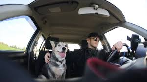 Dog Driving Car Stock Footage Royalty