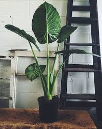 Indoor Plants Plant Decor