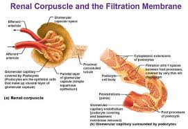 Glomerular Filtration Flashcards