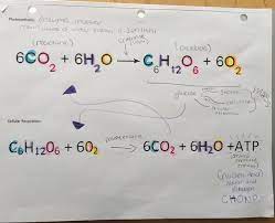 Photosynthesis Respiration Flashcards