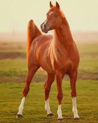 Chestnut Brown Horse Animals Paint By