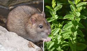 Plants To Deter Rodent From Your Garden