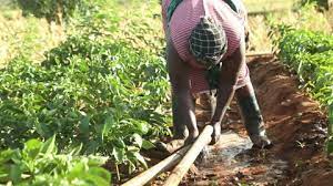 Female Farmer Watering Crops In Kenya